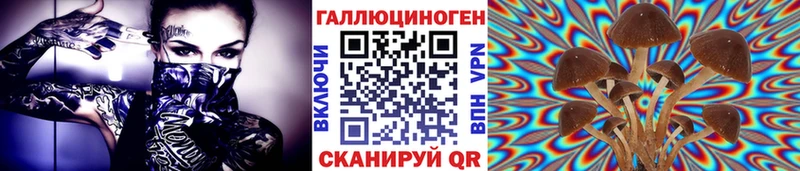 Купить где  Безенчук  Псилоцибиновые грибы Psilocybine cubensis 